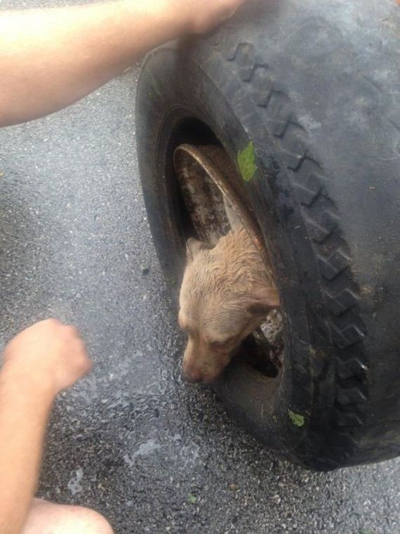 Firefighters Rescue Dog That Got Its Head Stuck In A Wheel – Barnorama