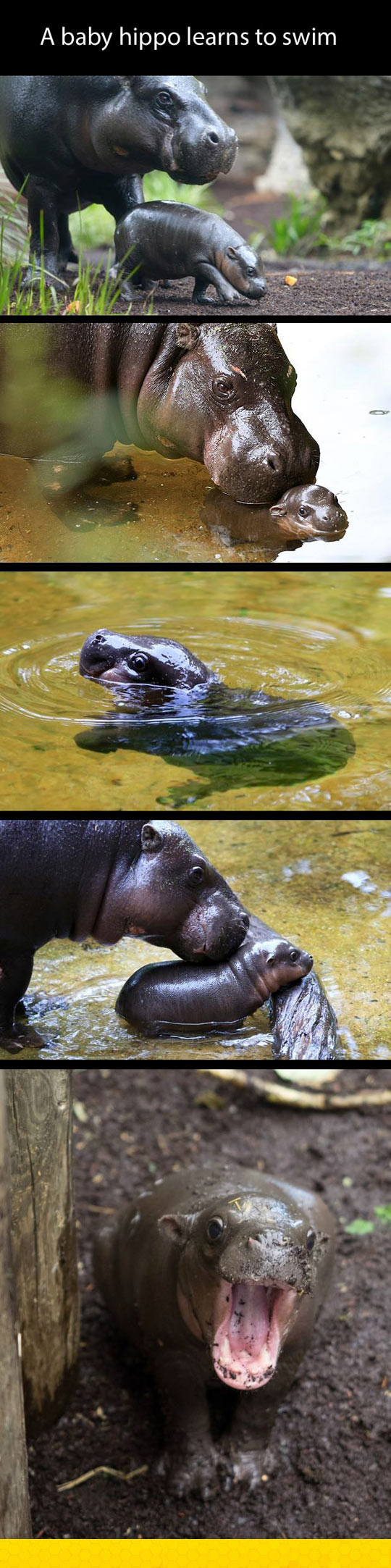 cute-baby-hippo-mother-nature