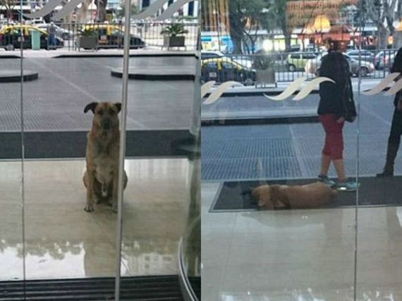 Stray Dog Follows Flight Attendant And Finds A New Home – Barnorama
