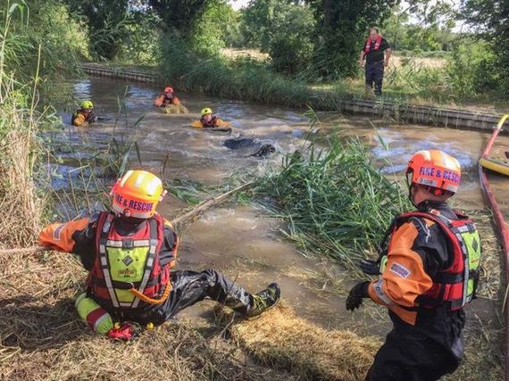 Cow Gets Rescued After An Adventure In The River – Barnorama