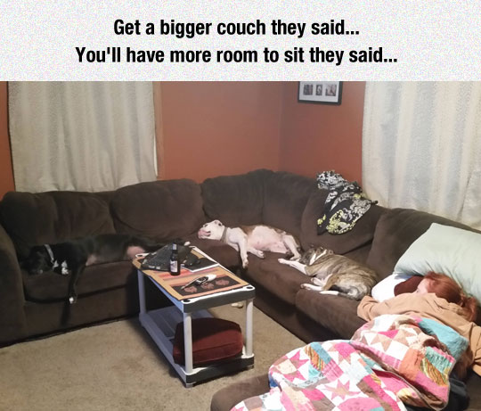 cool-couch-pets-sleeping-wife