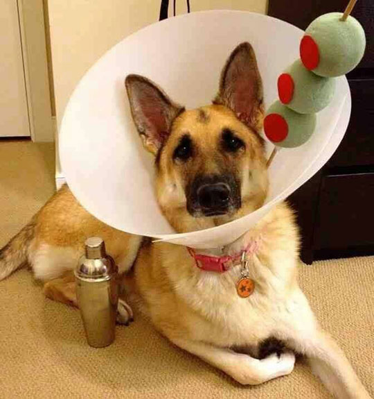cool-dog-collar-cone-olive-costume