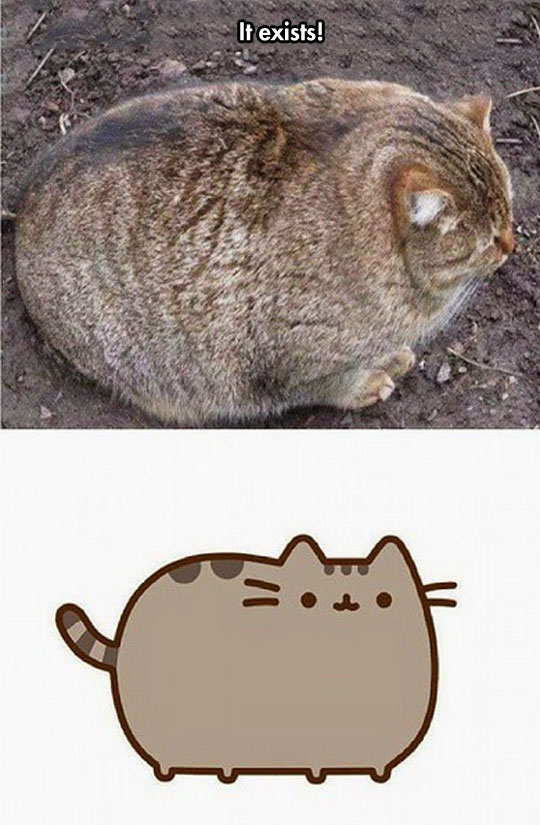 cool-fat-cat-pusheen-real