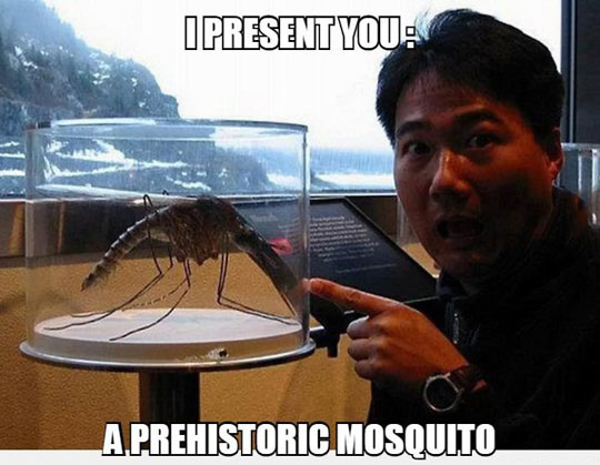 cool-prehistoric-mosquito-museum-surprised