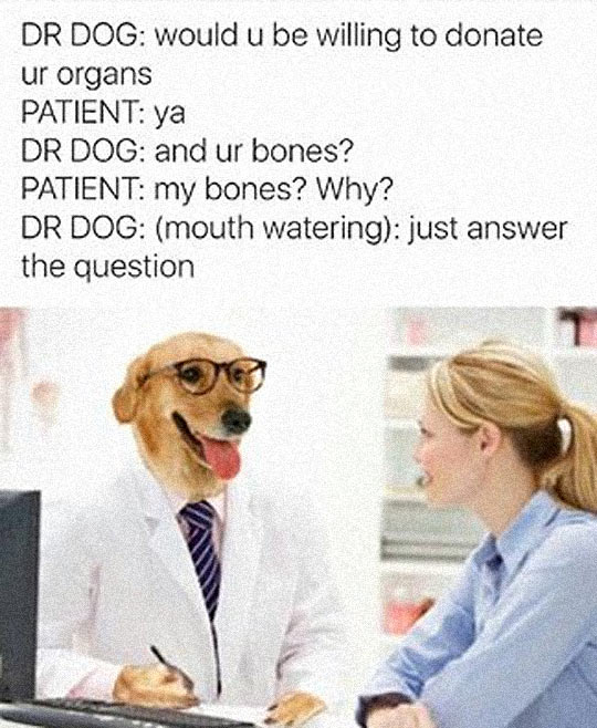 funny-dog-doctor-prescription