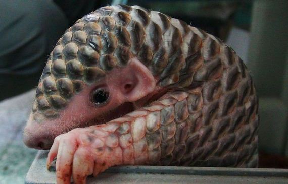 01-baby_pangolin_facts