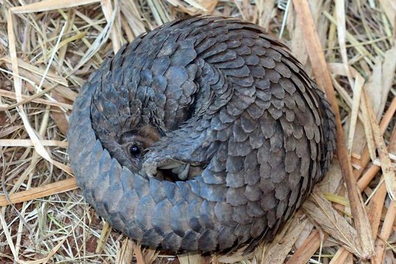 02-baby_pangolin_facts