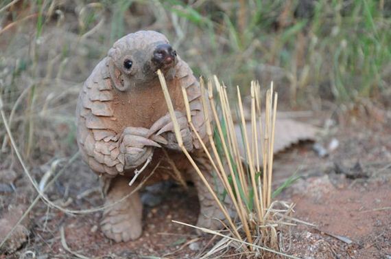 03-baby_pangolin_facts