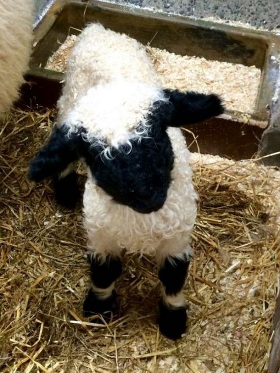 04-valais_blacknose_sheep