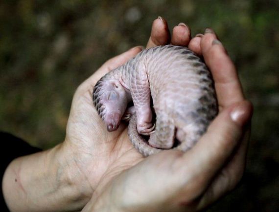05-baby_pangolin_facts
