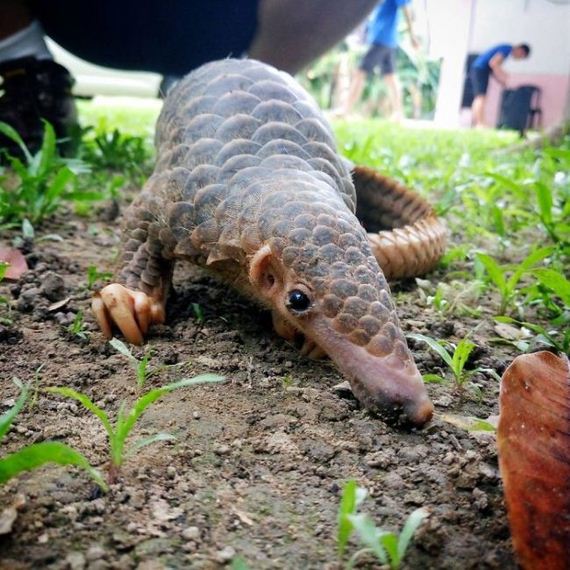 06-baby_pangolin_facts