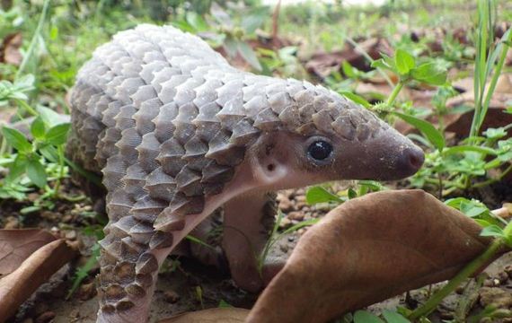 07-baby_pangolin_facts