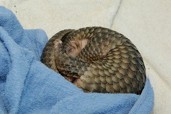 08-baby_pangolin_facts