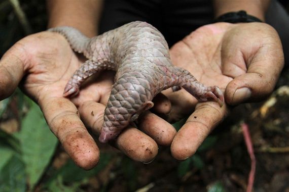 10-baby_pangolin_facts