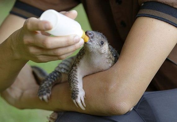 11-baby_pangolin_facts