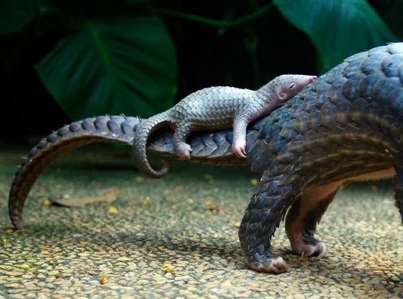 13-baby_pangolin_facts
