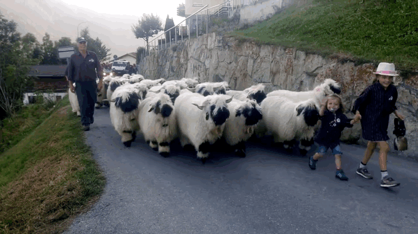 13-valais_blacknose_sheep
