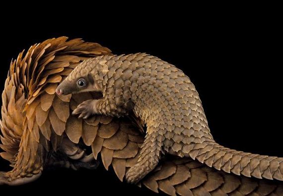15-baby_pangolin_facts