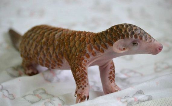 19-baby_pangolin_facts