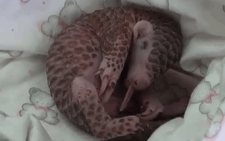 28-baby_pangolin_facts