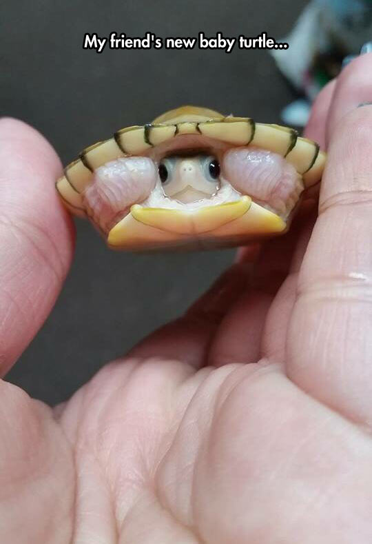 cool-baby-turtle-tiny-newly-born