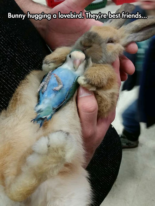 cool-bunny-bird-hug-friends