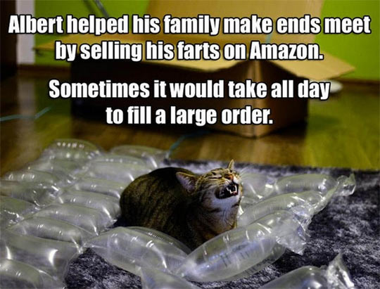 cool-cat-air-bags-straining-face
