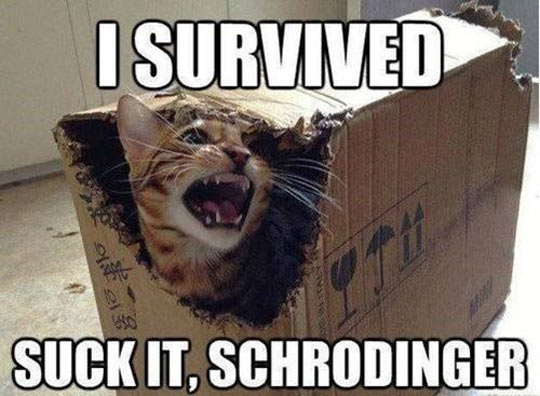 cool-cat-box-yelling-schrodinger