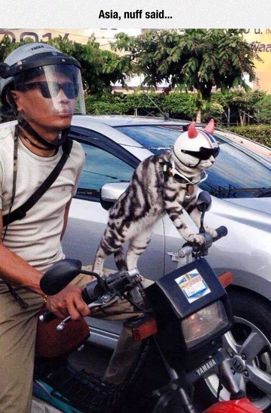 cool-cat-motorcycle-helmet-asia