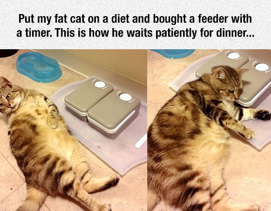 cool-cat-waiting-timer-food-feeder