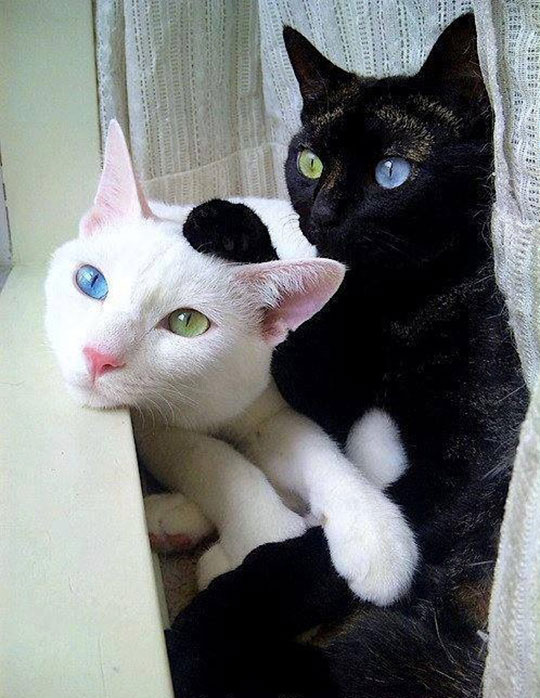 cool-cats-black-white-colors-eyes