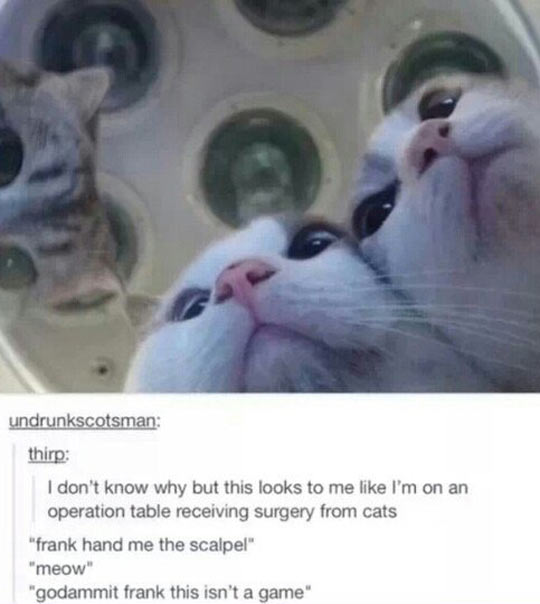 cool-cats-surgery-room-fear