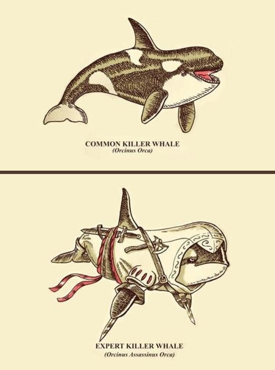 cool-common-killer-whale-assassins-creed