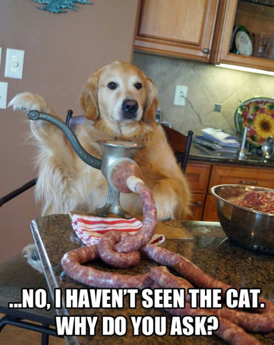 cool-dog-doing-sausage-missing-cat