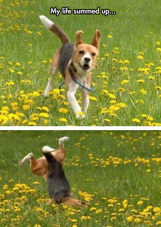 cool-dog-running-falling-green-field