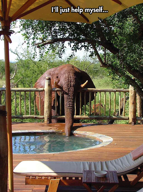 cool-elephant-drinking-water-jacuzzi