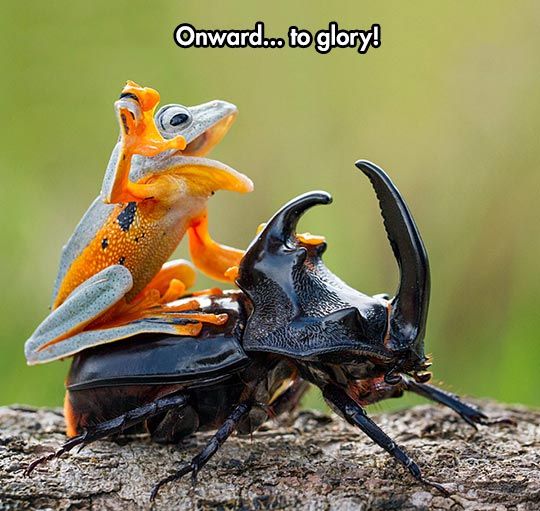 cool-frog-riding-beetle
