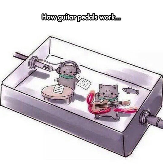 cool-guitar-pedals-work-cats