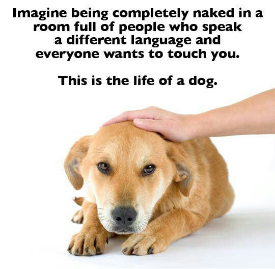 cool-life-of-dog-naked-language