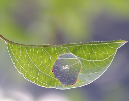 cool-little-spider-leaf-hole
