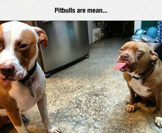 cool-pitbull-dog-tongue-mean