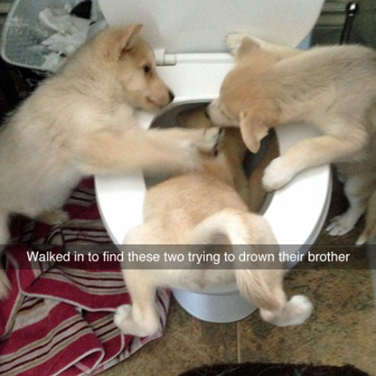 cool-puppies-toilet-playing