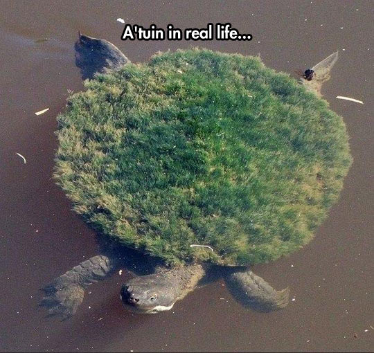cool-turtle-grass-shell-sea