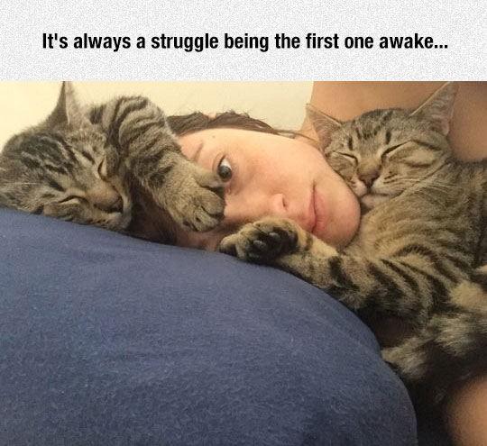 cute-cats-sleeping-pillow-girl