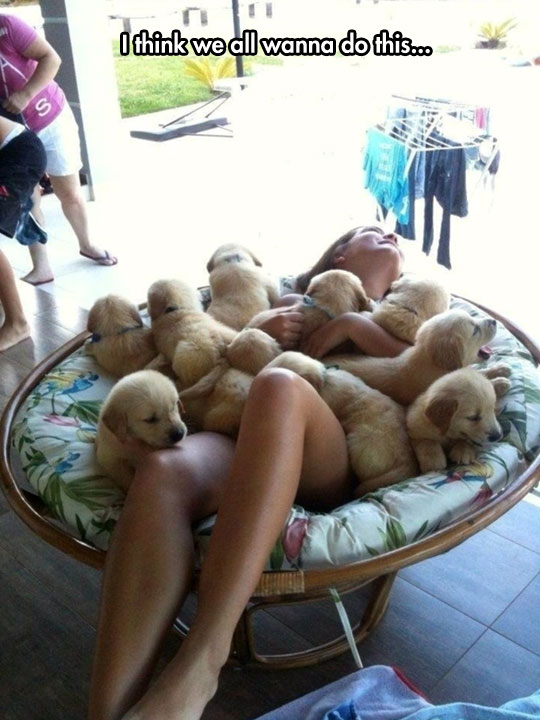 cute-puppy-chair-happiness