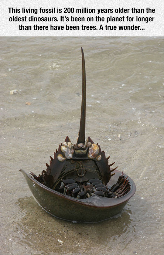 horseshoe-crab-upside-down-beach