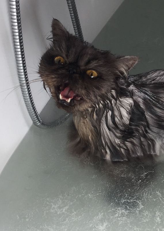 01-cats-hate-bath