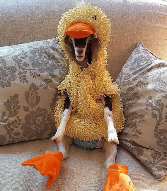 01-duck-costume-goat