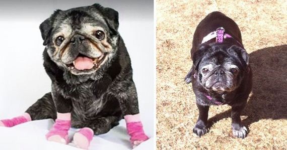 03-old-pug-gets-new-lease