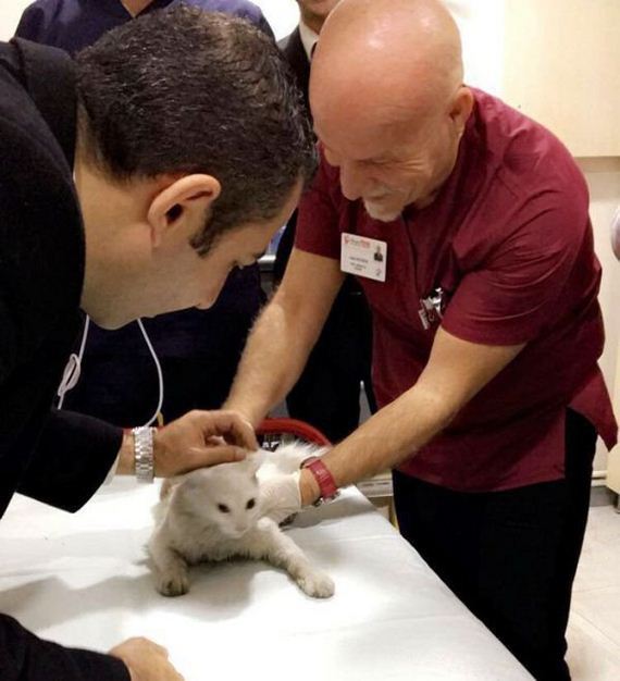 05-doctor-uses-cpr-on-stray-cat-to-save-her-life-adopts